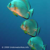 Round Batfish Platax obicularis